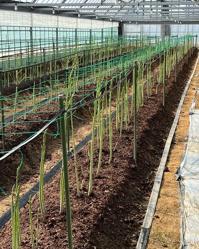 出世FARM浜松