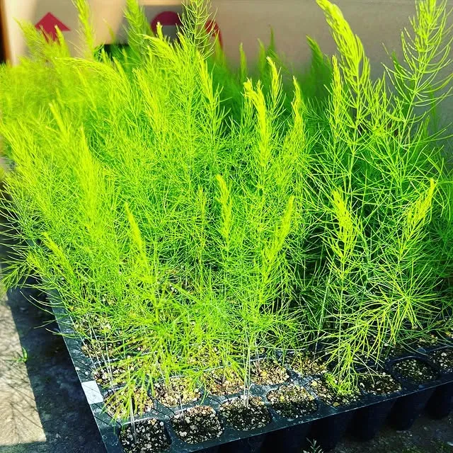 毎日安心して食べられる
こだわりの減農薬栽培