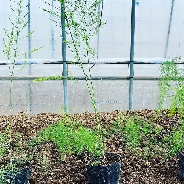 春の苗植え