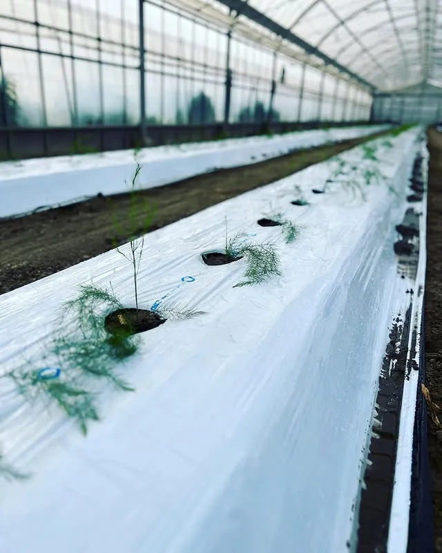 畑への植え付け