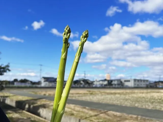 農園での作業風景